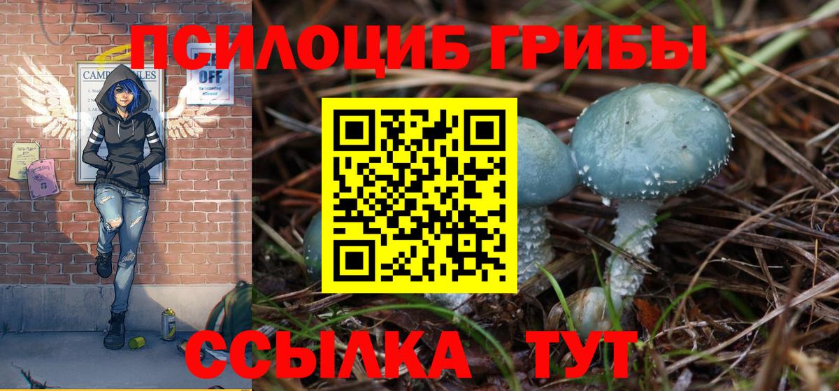 Псилоцибиновые грибы Psilocybe Тамбов